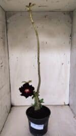 Planta Dobrada 3180 – 35cm – 03 anos - Imagem 2