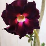 Planta Dobrada 3180 – 35cm – 03 anos