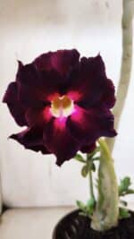 Planta Dobrada 3180 – 35cm – 03 anos