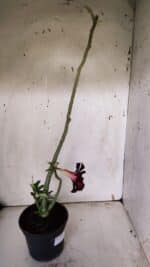 Planta Dobrada 3180 – 35cm – 03 anos - Imagem 7