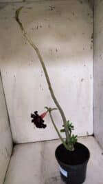 Planta Dobrada 3180 – 35cm – 03 anos - Imagem 6