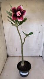 Planta Dobrada 3181 – 35cm – 03 anos - Imagem 2