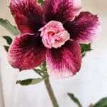 Planta Dobrada 3181 – 35cm – 03 anos