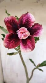 Planta Dobrada 3181 – 35cm – 03 anos