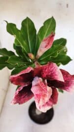 Planta Dobrada 3181 – 35cm – 03 anos - Imagem 4