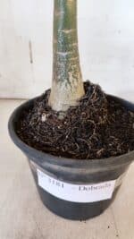 Planta Dobrada 3181 – 35cm – 03 anos - Imagem 5