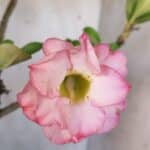 Planta Dobrada 3182 – 40cm – 03 anos