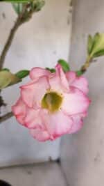 Planta Dobrada 3182 – 40cm – 03 anos