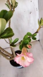 Planta Dobrada 3182 – 40cm – 03 anos - Imagem 4