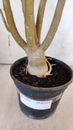 Planta Dobrada 3182 – 40cm – 03 anos - Imagem 6