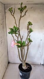 Planta Dobrada 3182 – 40cm – 03 anos - Imagem 7