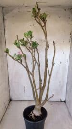 Planta Dobrada 3182 – 40cm – 03 anos - Imagem 5