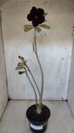 Planta Dobrada 3183 – 35cm – 03 anos - Imagem 2