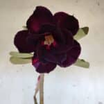 Planta Dobrada 3183 – 35cm – 03 anos