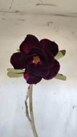 Planta Dobrada 3183 – 35cm – 03 anos