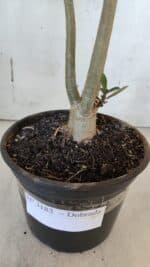 Planta Dobrada 3183 – 35cm – 03 anos - Imagem 5