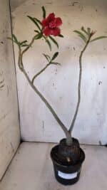 Planta Dobrada 3184 – 35cm – 03 anos - Imagem 2