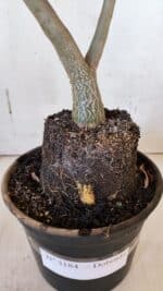 Planta Dobrada 3184 – 35cm – 03 anos - Imagem 7