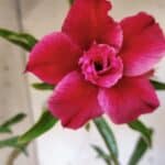 Planta Dobrada 3184 – 35cm – 03 anos