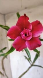 Planta Dobrada 3184 – 35cm – 03 anos