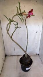 Planta Dobrada 3184 – 35cm – 03 anos - Imagem 6