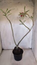 Planta Dobrada 3184 – 35cm – 03 anos - Imagem 5