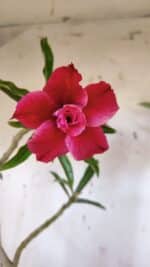 Planta Dobrada 3184 – 35cm – 03 anos - Imagem 3