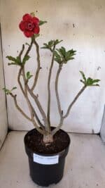 Planta Dobrada 3185 – 40cm – 03 anos - Imagem 2