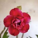 Planta Dobrada 3185 – 40cm – 03 anos