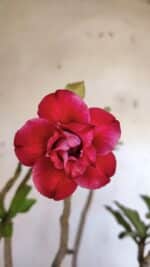 Planta Dobrada 3185 – 40cm – 03 anos