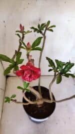 Planta Dobrada 3185 – 40cm – 03 anos - Imagem 4