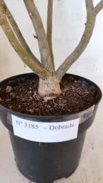 Planta Dobrada 3185 – 40cm – 03 anos - Imagem 6