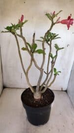 Planta Dobrada 3185 – 40cm – 03 anos - Imagem 7