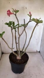 Planta Dobrada 3185 – 40cm – 03 anos - Imagem 5