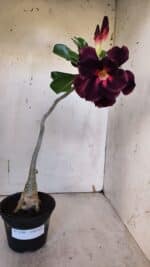 Planta Dobrada 3186 – 35cm – 03 anos - Imagem 2