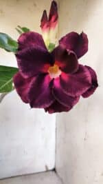 Planta Dobrada 3186 – 35cm – 03 anos - Imagem 4