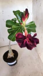 Planta Dobrada 3186 – 35cm – 03 anos - Imagem 10