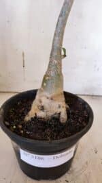 Planta Dobrada 3186 – 35cm – 03 anos - Imagem 9