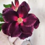 Planta Dobrada 3186 – 35cm – 03 anos