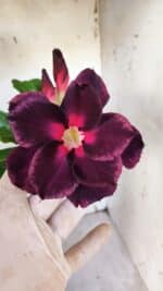 Planta Dobrada 3186 – 35cm – 03 anos