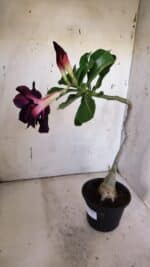 Planta Dobrada 3186 – 35cm – 03 anos - Imagem 6