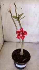 Planta Dobrada 3188 – 35cm – 03 anos - Imagem 2