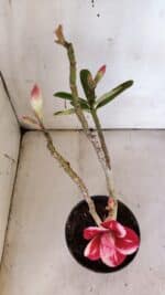 Planta Dobrada 3188 – 35cm – 03 anos - Imagem 7