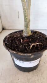 Planta Dobrada 3188 – 35cm – 03 anos - Imagem 6