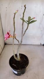 Planta Dobrada 3188 – 35cm – 03 anos - Imagem 5