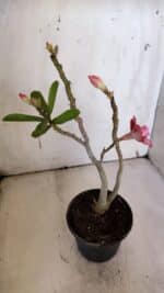 Planta Dobrada 3188 – 35cm – 03 anos - Imagem 4