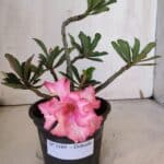 Planta Dobrada 3189 – 25cm – 02 anos