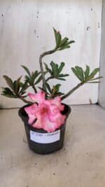 Planta Dobrada 3189 – 25cm – 02 anos