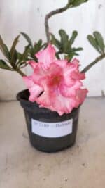 Planta Dobrada 3189 – 25cm – 02 anos - Imagem 3