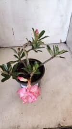 Planta Dobrada 3189 – 25cm – 02 anos - Imagem 4